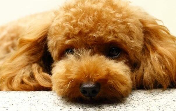 泰迪在家怎么剪毛 怎么自己给泰迪狗剪美容造