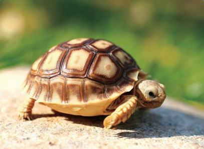 苏卡达陆龟多少钱一只 好养吗如何挑选  苏卡达陆龟饲养方法