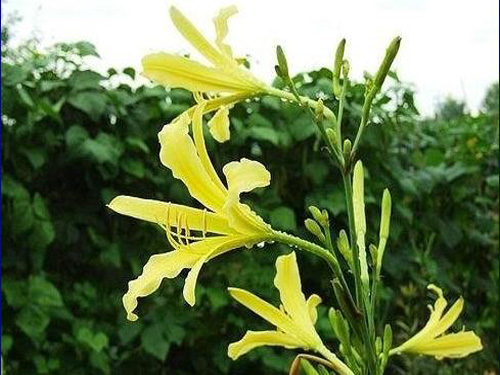 忘忧草是黄花菜吗 忘忧草的花语解析