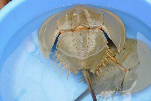 中华鲎能吃吗 中华鲎怎么读