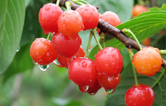  Fruit +