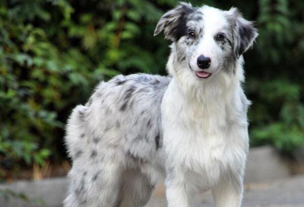 边牧怎么训练不乱叫 怎么训练边境牧羊犬吠叫