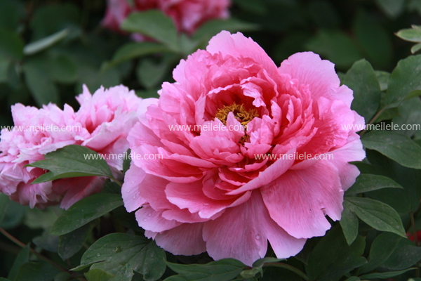 十大国花(中国的十大国花)