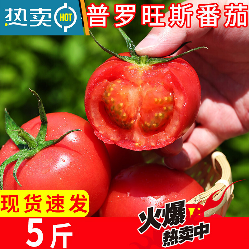 攀枝花米易番茄沙瓤番茄自然熟西红柿 新鲜水果生吃的蔬菜5斤 5斤(净重4.8-5斤)