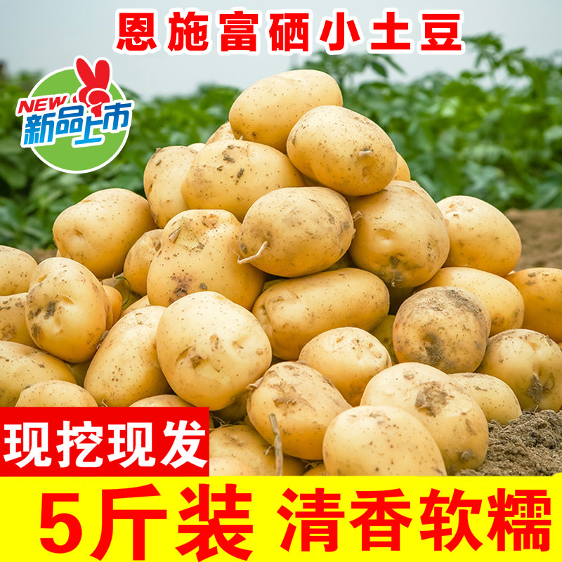 恩施现挖新鲜土豆5斤小土豆农产品黄心马铃薯大蔬菜洋芋10香