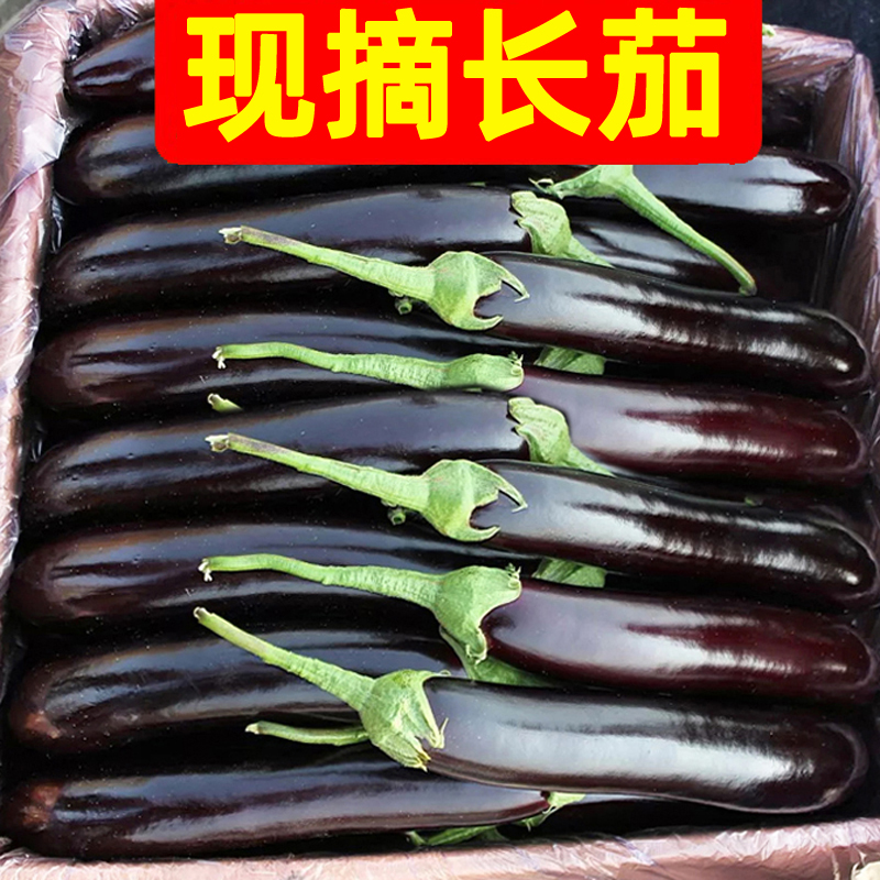 新鲜长茄子5斤紫茄子农家自种长线大茄子黑嫩现摘非圆茄蔬菜 1000g