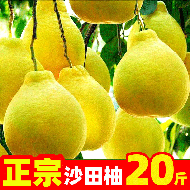 广西容县正宗沙田柚子20斤新鲜水果白心肉沙甜柚非10文旦蜜柚梅州 18斤 大果(6到8个)