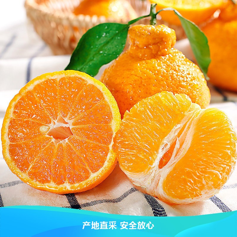 橘子桔子四川柑橘 丑橘不知火2.5斤装 果园采摘 生鲜水果