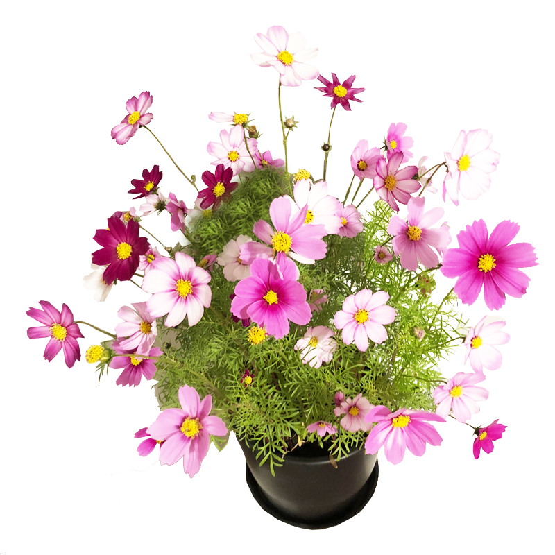 ������������ͥԺ����Ұ��������Ӷ������ļ���̨���Թ�԰���������ݻ�ɫ ����������Ұ��������Ӱ�� 37Ԫ