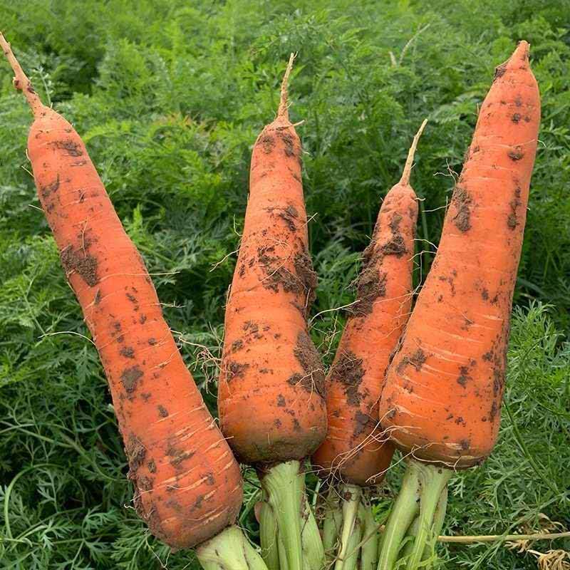 新鲜蔬菜胡萝卜新鲜红萝卜水果萝卜批发沙地萝卜 5斤