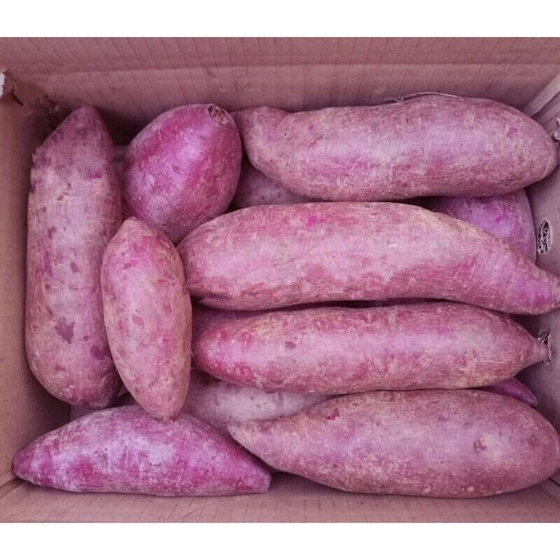 【香甜粉糯】沙地紫薯批发板栗番薯地瓜红薯新鲜蜜薯蔬菜 人工精选【带箱9.5-10斤】