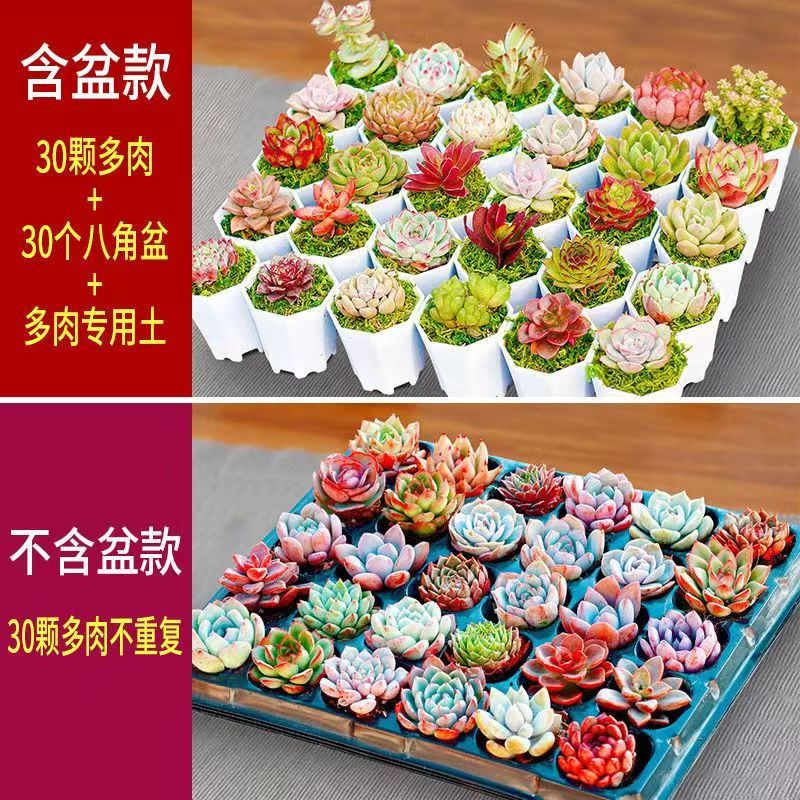 ӣϼ����ֲ�ﻨ�����Զ���С�������⻨����ֲ��Դͷֱ������  ���30�ö���+�˽��� 42.9Ԫ