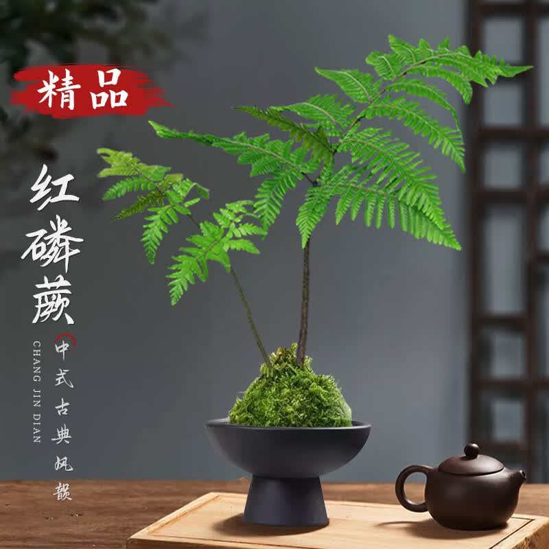 ����һ�������ާ̦޺��ˮ��ֲ��һҶާ��������������ʽ�����辰��Ҷ��ֲ ����ާ+̦޺+Ӫ��Һ+�߽�ĥɰ��