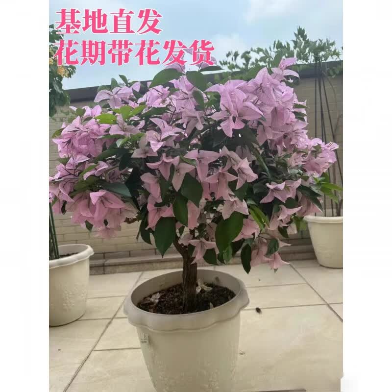 ̩��˿�ذ�����÷���Դ�������Ʈ֦�������ϴ�˿��׮�ļ��������ٻ��� �¼��¹�������÷����40-45���� 40cm(��)-50cm(����)