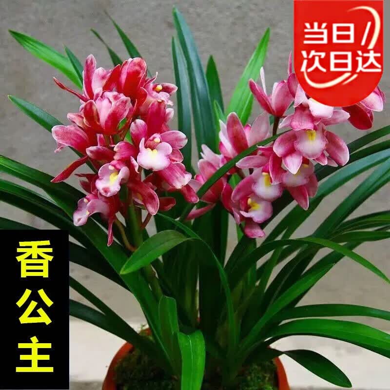 ӣϼŨ������������ī���ļ�����������ֲ���Ի��ܺ����� �㹫�� 8-10�� �����Ժ÷������������ 39.98Ԫ