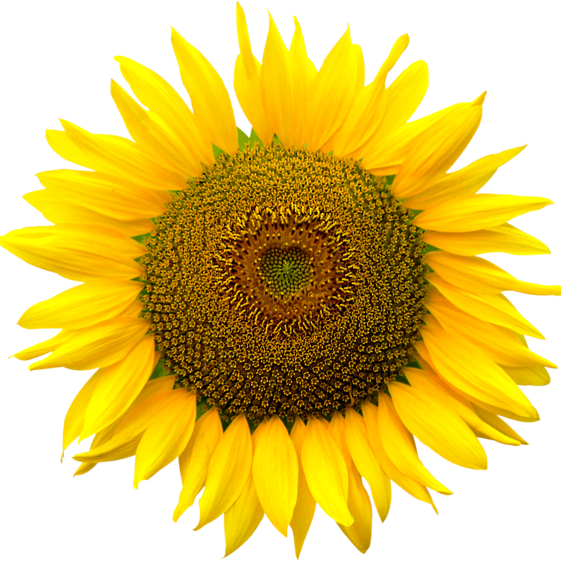 �����������տ����ӿ�ʳ�ù��ʹ����������Ϳ����Ѹ߸˶�ͷ��̨ͥԺ������ ����ʳ�ÿ�50��+�� 5.1Ԫ