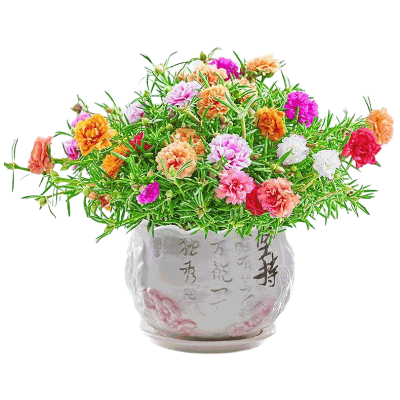 �����ذ�̫������������ֲ������̨�辰��ɫ+�׼���մ��� Դͷֱ�� 23.8Ԫ