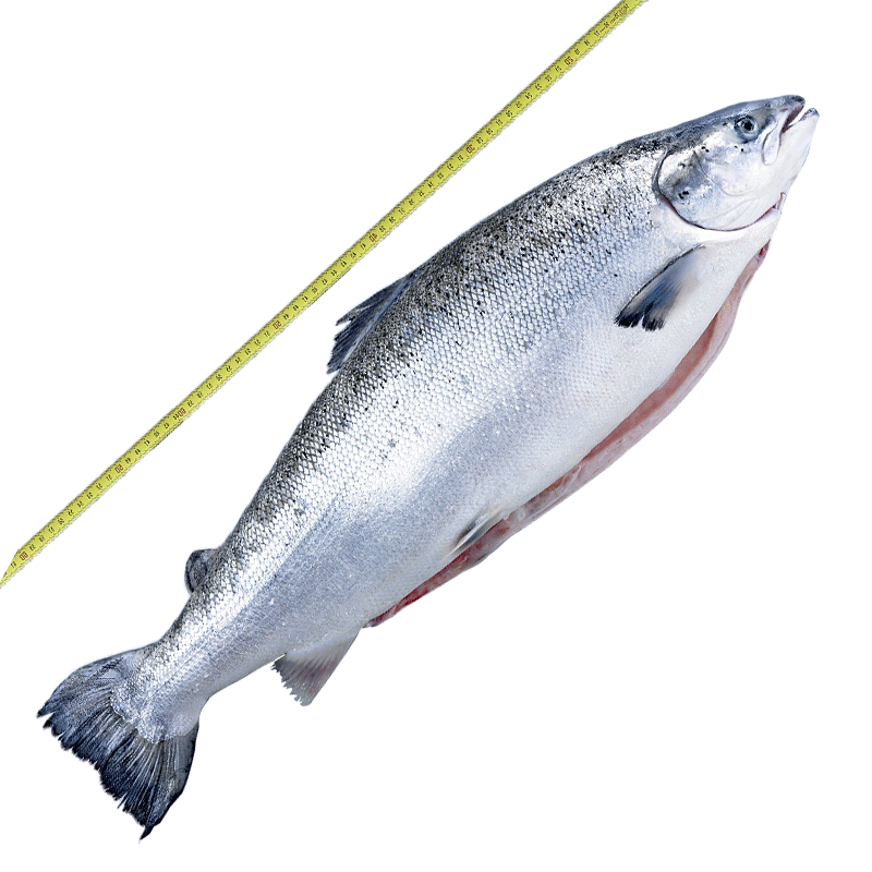 ������ Ų������������������������������� ���޻ʹ������㼴ʳ����Ƭ 10�� -12�Ų��������������