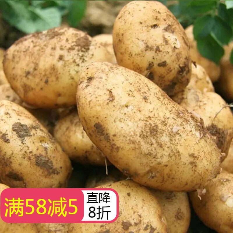新土豆贵州特产威宁大土豆洋芋新鲜黄皮黄心农家自种马铃薯 10斤农家土豆