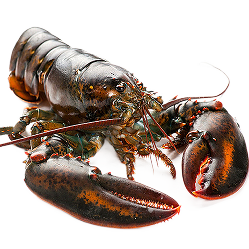【活鲜】乐食港 鲜活波士顿龙虾（450g-550g 2只装） 大龙虾 海鲜水产波龙加拿大进口