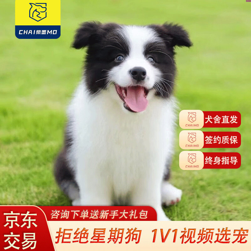 ��ī�������壨��Ƶѡ���µ�����Ȯ������������ι��ǩ����ͬ ���Ｖ ��������3280Ԫ