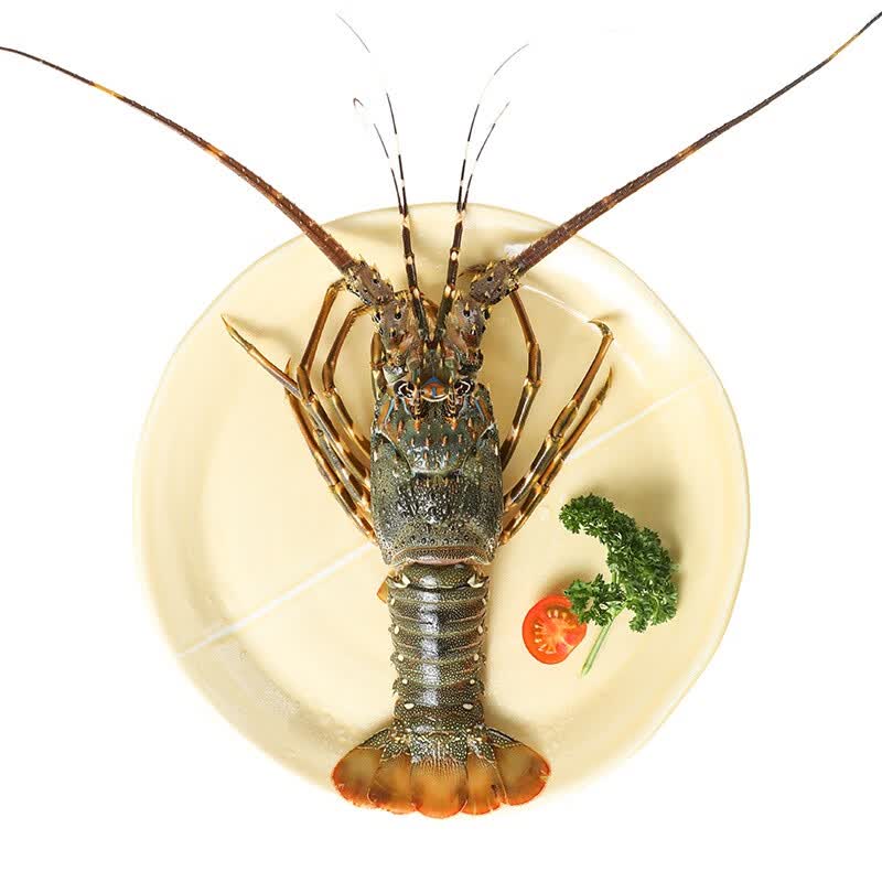 ����Ӫ���ʻ�С����200-300g/ֻ