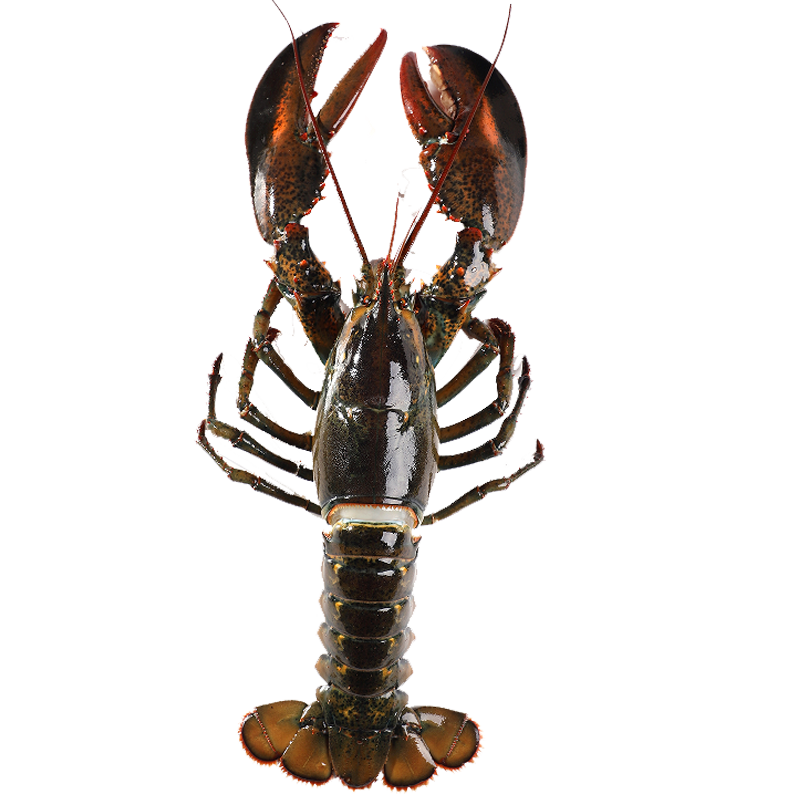 ҼʢʿϺʻ䶳ϺϺʻư  3ֻװ1-1.2/ֻ