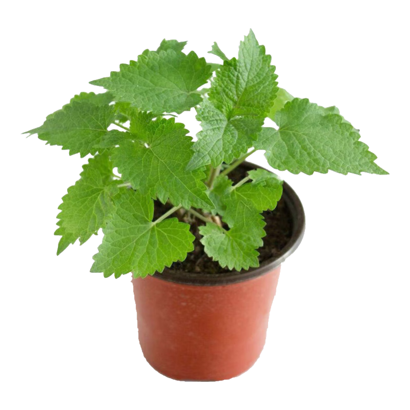 �������� ޽������ ʳ�ý���������� �׻��������̨����������ݵ��� ޽��100g 17Ԫ