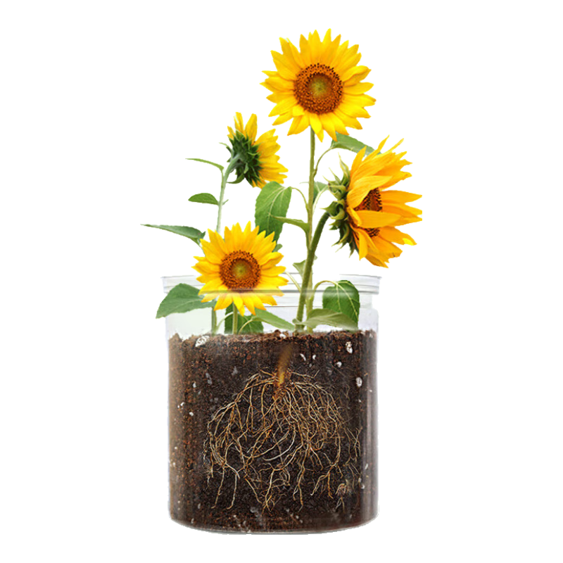 ����������ɻ�����͸����װ��ѧʵ��۲�Сѧ����ͯ��ݮ���տ�ֲ�������� ���ɻ���͸���۲���ֲ��װ�� 11.8Ԫ