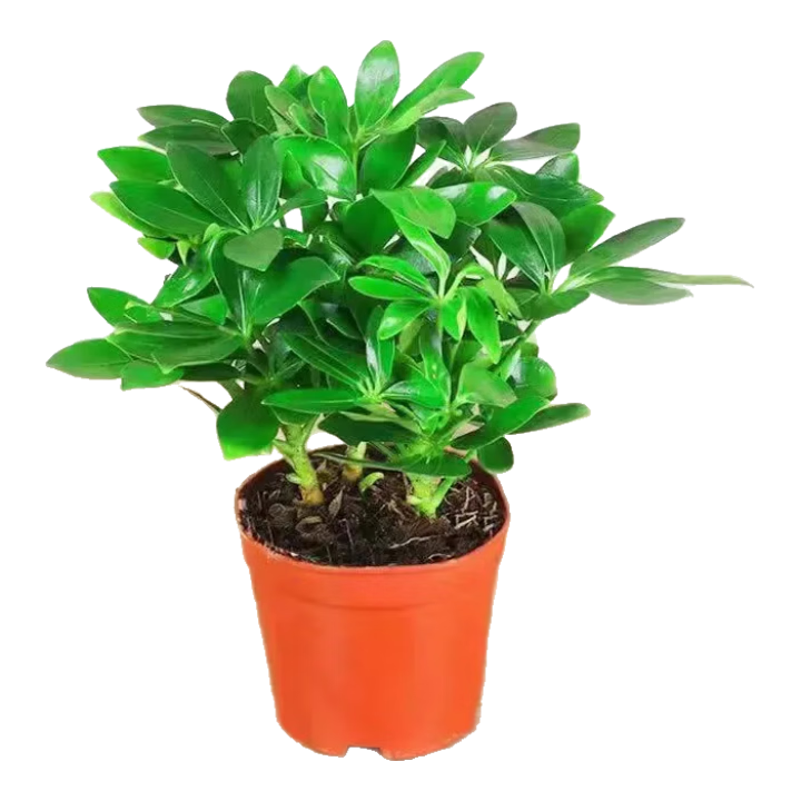 һѼľֲҶ˷ļв AѼľ140#ԭ裩