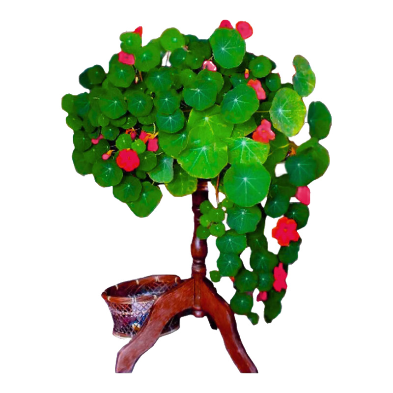 �������� ���������Ӻ��ɻ����Ӵ�������������ǽ����������̨�����ļ� ��ɫ������100�� 8.1Ԫ