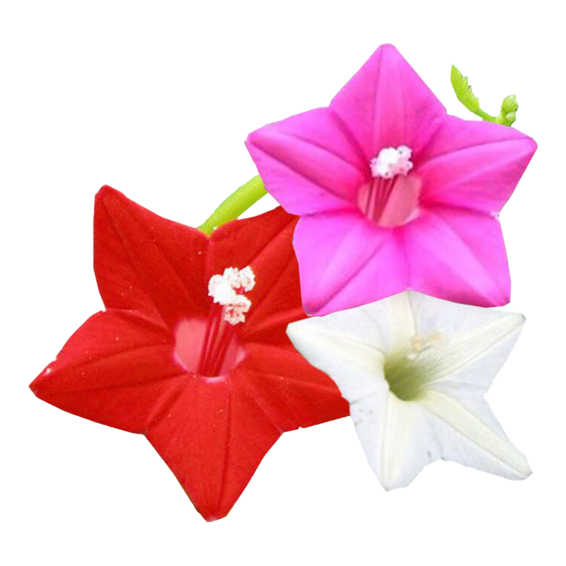 ������������ǻ�����������ǽ���������ļ���̨��������ͥԺ ��Ҷ���ܻ�ɫ100�� 9.1Ԫ