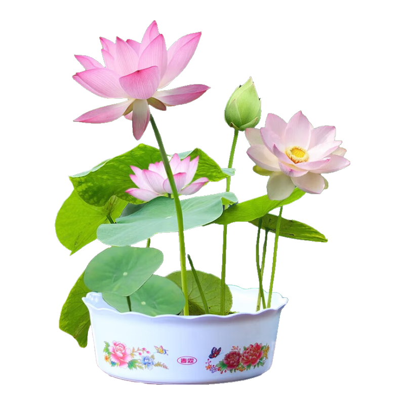 �������������������Ӻɻ������ѿ���ˮ��ֲ��ˮ���ļ����������⻨����ֲ �ѿ���������30��+Ӫ��Һ+������ 9.1Ԫ