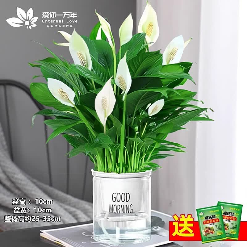 ӣϼ����һ����˳����ˮ��ֲ�������Ứ�����ڻ���ֲ���Ʒ���������ȩ �������Ƽ����ؼ�����10-12�����+�簲��+7 ����