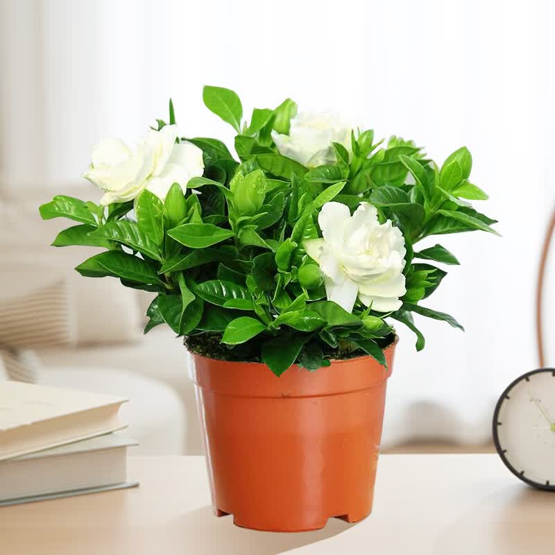 ӣϼ���ӻ����Ի���ֲ��������������̨ˮ����ֲ�����ļ����������� �������ػݡ�90#���ӻ���ԭ����-����������+1 ����