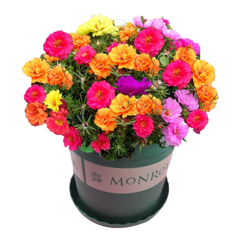 ��������̫���������ذ��ɫ�ļ�����ͥԺ��̨�����׻������� ��ɫ�ذ��̫����3����+���� 9.08Ԫ