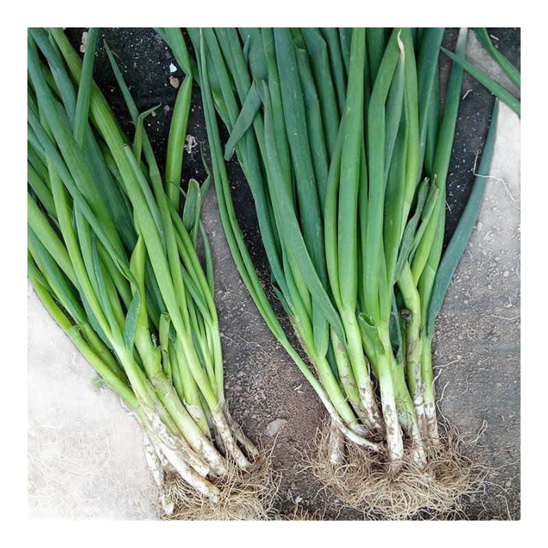 ���������ļ�С������Ӽ�ͥ��԰�׻���̨���Դ����߲�����ͥԺ �ļ�С�������1�� 17.4Ԫ��4��(��4.35Ԫ/��)