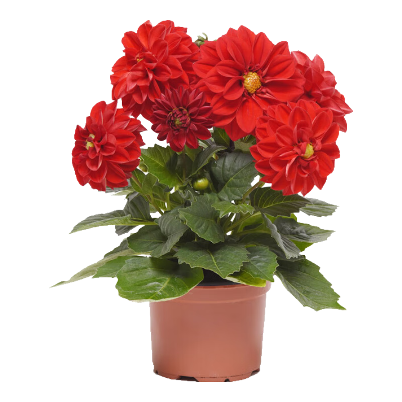 �������� ���������Ӷ�����С���������������׻��ͥԺ�ļ����ֿ��� ��������ɫ50�� 20Ԫ