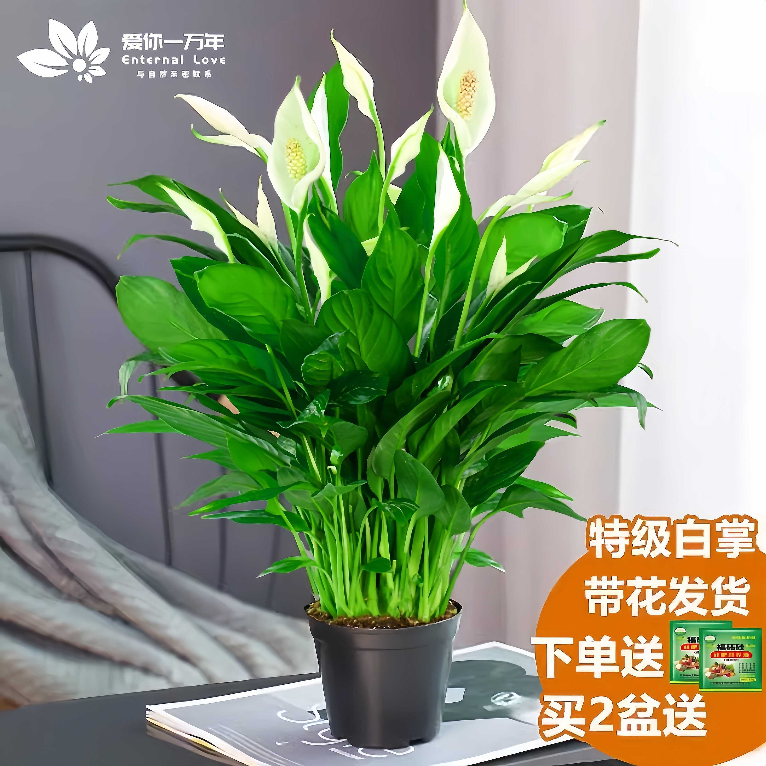 ӣϼ����һ����˳����ˮ��ֲ�������Ứ�����ڻ���ֲ���Ʒ���������ȩ �������Ƽ����ؼ���������8-10��+ԭ��+Ӫ��3 ����