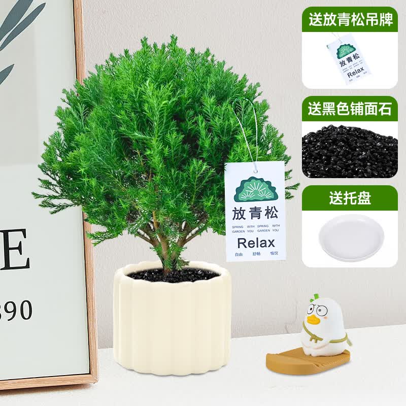 ����һ�����������ֲ��������С������ڡ�칫�����������ֲ��ڼ��ļ����� ��ڡ�����������մɣ�+�����ɵ���+��ɫ����ʯ+����