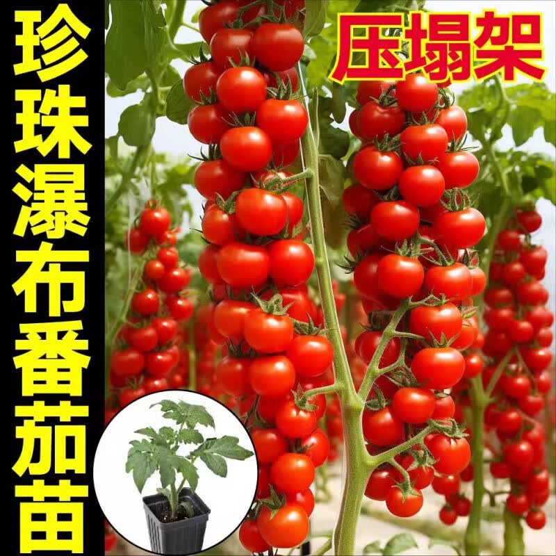 �����ٹ�ѹ���������ٲ����������������ǧ������С������ʥŮ������ �����ٲ�������8��+��4��(ʵ��12