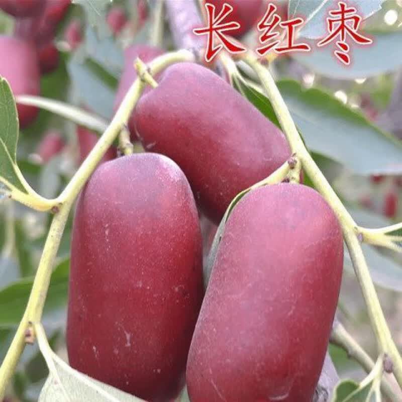 ½泤޽ӹ綬 3*Թ 88cm()-109cm()