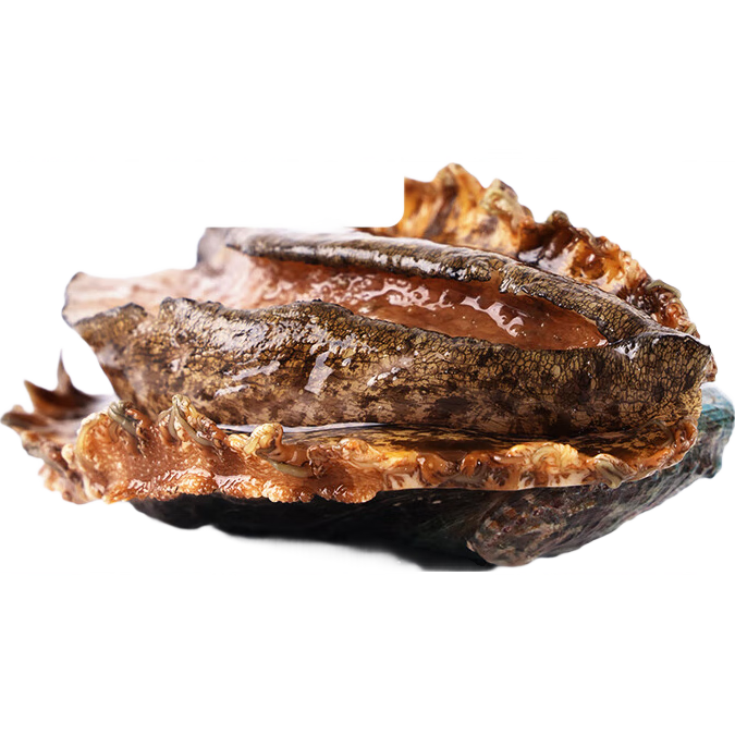 ӪŤŤʻ1ֻ8-10ͷ/500g