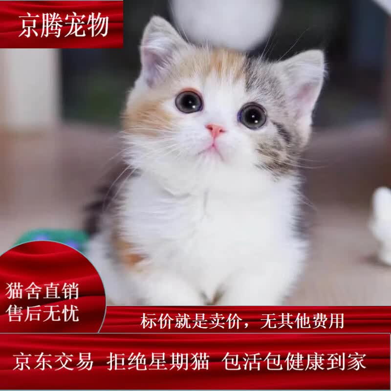 è̻Сèèèèèèţèٰèл԰è ԰ õè ĸע