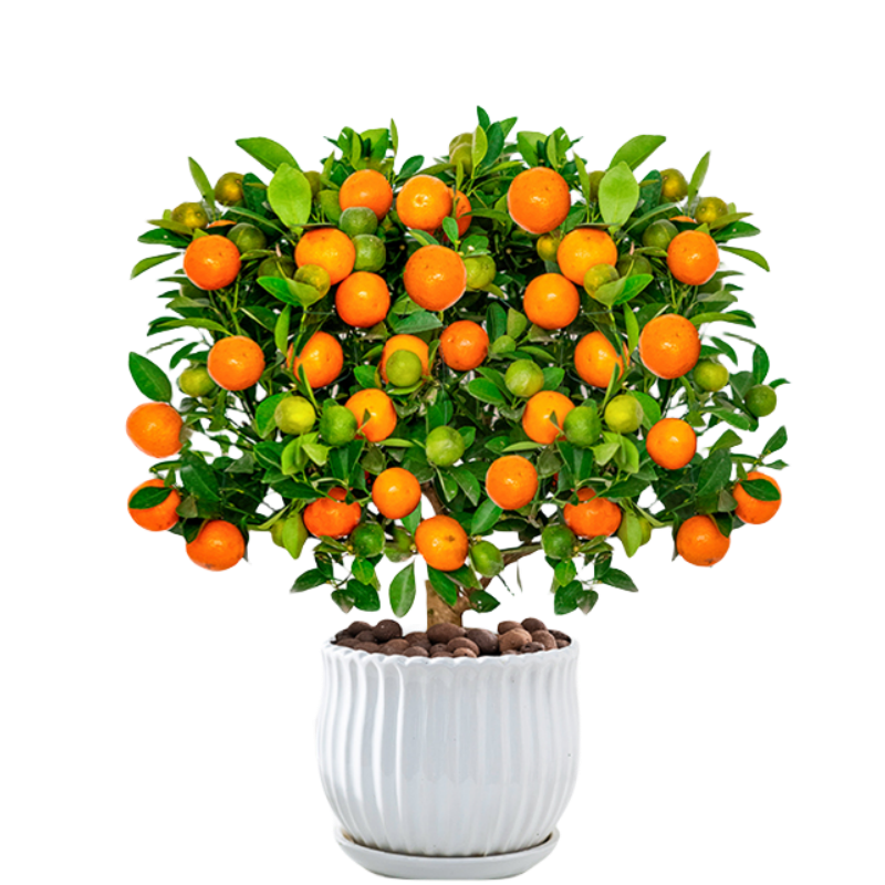 ����Ӫ�����Ž�������������ٿ�ʳ���ļ����ӿ�����������ֲ�ﻨ����Դͷֱ�� 73Ԫ