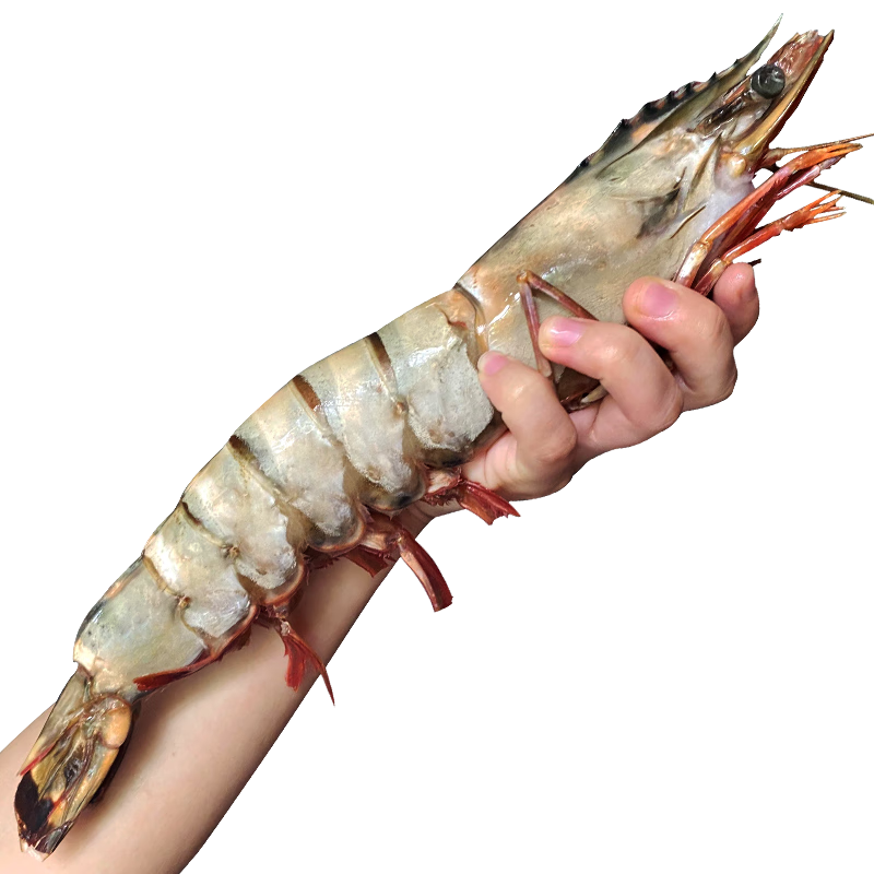 ������Խ�Ͻ����ش�źڻ�Ϻ ��Ϻ �䶳��Ϻ��Ŷ�Ϻҹ���տ�ʳ�� ����21-23cm 2�й� 3.6��(����)  Ϻ����