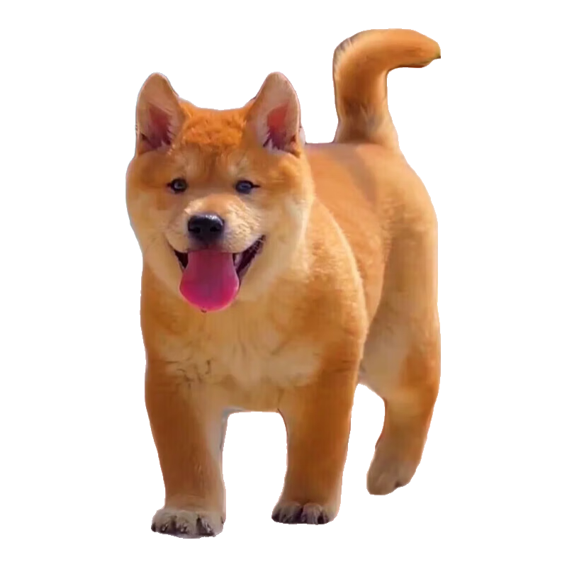 ִл԰ȮȮڻ߻ƹȮȮ Ｖ Ʒʻƹ 