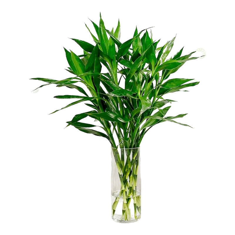 �Ѻأ�JIAHE��������ˮ��ֲ�����������в����ӽڽڸ��ʻ���ֲ���Ի������ڻ� ���µ������������60-70cm 8֧װ