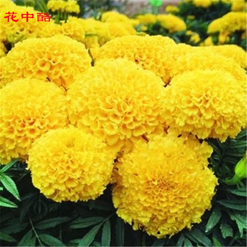 ���п�   ���پջ����ӷ��㻨�����������ļ���ֲ��̨���Ծջ�200�� . �������پ� 8.82Ԫ