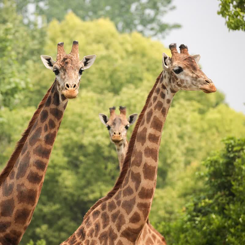 �Ϻ�Ұ������԰ ���ֽ��￨���Ʊ�� ����Ʊ ���￨ ��ͥ��(2��1С)